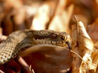 Vipera berus 45, Adder, Saxifraga-Jan Nijendijk