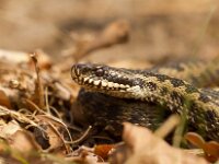 Vipera berus 46, Adder, Saxifraga-Jan Nijendijk