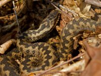 Vipera berus 47, Adder, Saxifraga-Jan Nijendijk