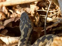 Vipera berus 48, Adder, Saxifraga-Jan Nijendijk