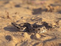 Vipera latastii 4, Saxifraga-Rob Felix