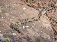 Zamenis scalaris 2, Trapslang, juvenile, Saxifraga-Bart Heijne : 0921, 2025, Colubridae, Gea de Albarracín, Pinares du Rodeno, Spanje, Zamenis scalaris, juveniel, reptiel, september, slang, toornslangachtigen, trapslang, vakantie, wandeling