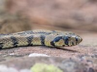 Zamenis scalaris 3, Trapslang, juvenile, Saxifraga-Bart Heijne : 0921, 2025, Colubridae, Gea de Albarracín, Pinares du Rodeno, Spanje, Zamenis scalaris, juveniel, reptiel, september, slang, toornslangachtigen, trapslang, vakantie, wandeling