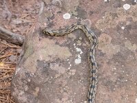 Zamenis scalaris 4, Trapslang, juvenile, Saxifraga-Bart Heijne : 0921, 2025, Colubridae, Gea de Albarracín, Pinares du Rodeno, Spanje, Zamenis scalaris, juveniel, reptiel, september, slang, toornslangachtigen, trapslang, vakantie, wandeling