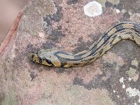 Zamenis scalaris 5, Trapslang, juvenile, Saxifraga-Bart Heijne : 0921, 2025, Colubridae, Gea de Albarracín, Pinares du Rodeno, Spanje, Zamenis scalaris, juveniel, reptiel, september, slang, toornslangachtigen, trapslang, vakantie, wandeling