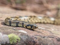 Zamenis scalaris 6, Trapslang, juvenile, Saxifraga-Bart Heijne : 0921, 2025, Colubridae, Gea de Albarracín, Pinares du Rodeno, Spanje, Zamenis scalaris, juveniel, reptiel, september, slang, toornslangachtigen, trapslang, vakantie, wandeling