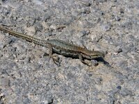 Zootoca vivipara 41, Levendbarende Hagedis, Saxifraga-Henk Baptist