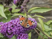 Rhopalocera, Dagvlinders, Butterflies A-L