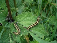 Aglais urticae 1, Kleine vos, caterpillar, Vlinderstichting-Kars Veling