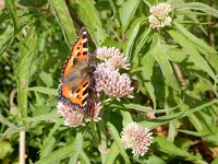 Aglais urticae 140, Kleine vos, on Eupatorium cannabinum, Saxifraga-Kars Veling