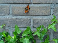 Aglais urticae 24, Kleine vos, Vlinderstichting-Henk Bosma