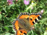 Aglais urticae 27, Kleine vos, Saxifraga-Arthur van Dijk