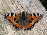 Aglais urticae #03949 : Kleine vos, Small tortoiseshell, Aglais urticae