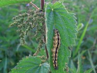 Aglais urticae 3, Kleine vos, caterpillar, Vlinderstichting-Kars Veling
