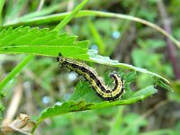 Aglais urticae 4, Kleine vos, caterpillar, Vlinderstichting-Henk Bosma