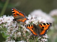 Aglais urticae 45, Kleine vos, Saxifraga-Bart Vastenhouw