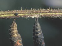 Aglais urticae 8, Kleine vos, pupa, Saxifraga-Janus Verkerk