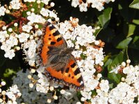 Aglais urticae 99, Kleine vos, on Viburnum lantana, Saxifraga-Kars Veling