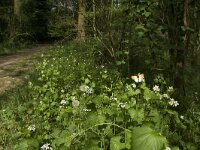Anthocharis cardamines 26, Oranjetipje, habitat, Vlinderstichting-Kars Veling