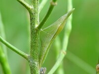 Anthocharis cardamines 60, Oranjetipje, pupa, Vlinderstichting-Henk Bosma