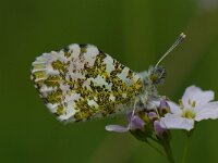 Anthocharis cardamines 65, Oranjetipje, male, Saxifraga-Arthur van Dijk