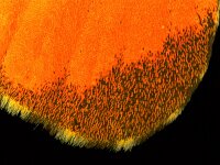 265_33A, Anthocharis cardam : Anthocharis cardamines, Orange Tip, Oranjetipje, forewing upperside, male