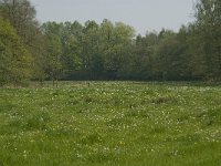 Anthocharis cardamines 81, Oranjetipje, habitat, NL, Noord-Brabant, Best, De Scheeken, Saxifraga-Jan van der Straaten