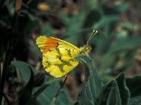 Anthocharis euphenoides 3, Geel oranjetipje, male, Vlinderstichting-Kars Veling