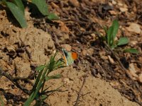 Anthocharis gruneri 1, Zwavelig oranjetipje, Vlinderstichting-Albert Vliegenthart