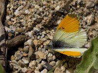 Anthocharis gruneri 2, Zwavelig oranjetipje, male, Saxifraga-Kars Veling