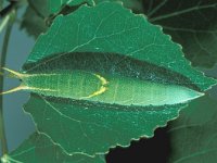 Apatura ilia 1, Kleine weerschijnvlinder, Saxifraga-Frits Bink
