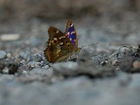 Apatura ilia 10, Kleine weerschijnvlinder, Saxifraga-Arthur van Dijk