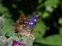 Apatura ilia 11, Kleine weerschijnvlinder, Vlinderstichting-Kars Veling