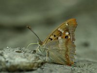 Apatura ilia 15, Kleine weerschijnvlinder, Vlinderstichting-Kars Veling