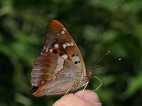 Apatura ilia 16, Kleine weerschijnvlinder, Vlinderstichting-Kars Veling