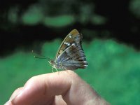 Apatura ilia 18, Kleine weerschijnvlinder, Saxifraga-Henk Sierdsema
