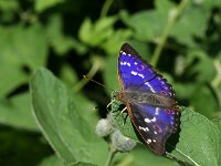 Apatura ilia 20, Kleine weerschijnvlinder, Vlinderstichting-Kars Veling