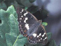 Apatura ilia 6, Kleine weerschijnvlinder, female, Saxifraga-Frits Bink