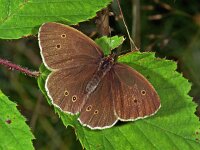 119_36, Koevinkje : Aphantopus hyperantus, Koevinkje, Rnglet, male