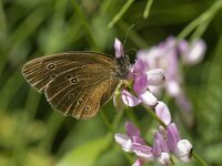 Aphantopus hyperantus 32, Koevinkje, Saxifraga-Willem van Kruijsbergen