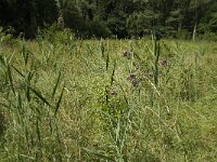 Aphantopus hyperantus 43, Koevinkje, habitat, NL, NoordBrabant, Boxtel, Heerenbeek, Saxifraga-Jan van der Straaten