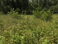 Aphantopus hyperantus 44, Koevinkje, habitat, NL, NoordBrabant, Boxtel, Heerenbeek, Saxifraga-Jan van der Straaten