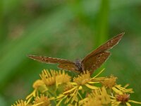 Aphantopus hyperantus 57, Koevinkje, Saxifraga-Ab H. Baas