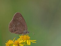 Aphantopus hyperantus 58, Koevinkje, Saxifraga-Ab H. Baas