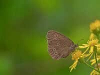 Aphantopus hyperantus 59, Koevinkje, Saxifraga-Ab H. Baas