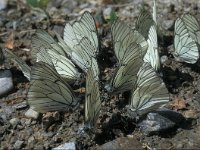 Aporia crataegi 19, Groot geaderd witje, Vlinderstichting-Kars Veling