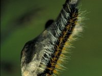 Aporia crataegi 2, Groot geaderd witje, caterpillar, Vlinderstichting-Harold van den Oetelaar