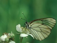 Aporia crataegi 44, Groot geaderd witje, Vlinderstichting-Harold van den Oetelaar