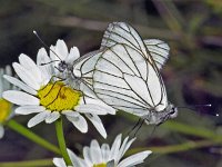228_09, Groot geaderd witje : Groot geaderd witje, Aporia crataegi, Black-veined white butterfly, copula