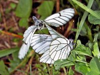 228_25, Groot geaderd witje : Groot geaderd witje, Aporia crataegi, Black-veined white butterfly, courtship